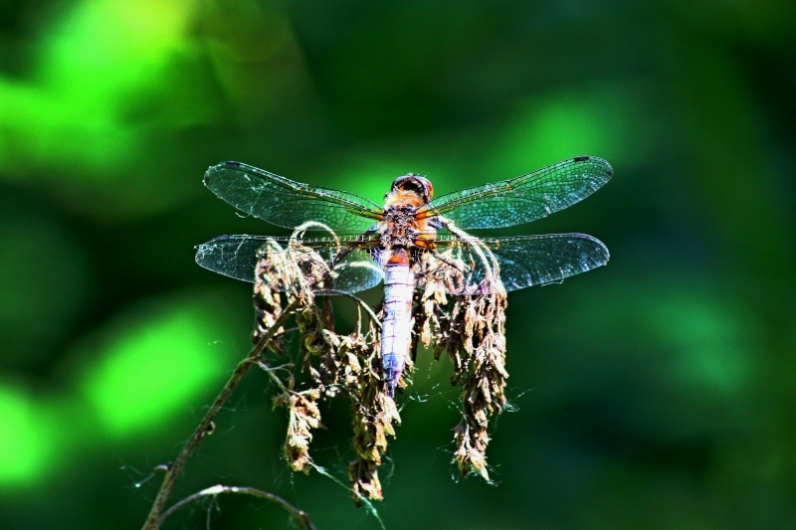 Libellula depressa?